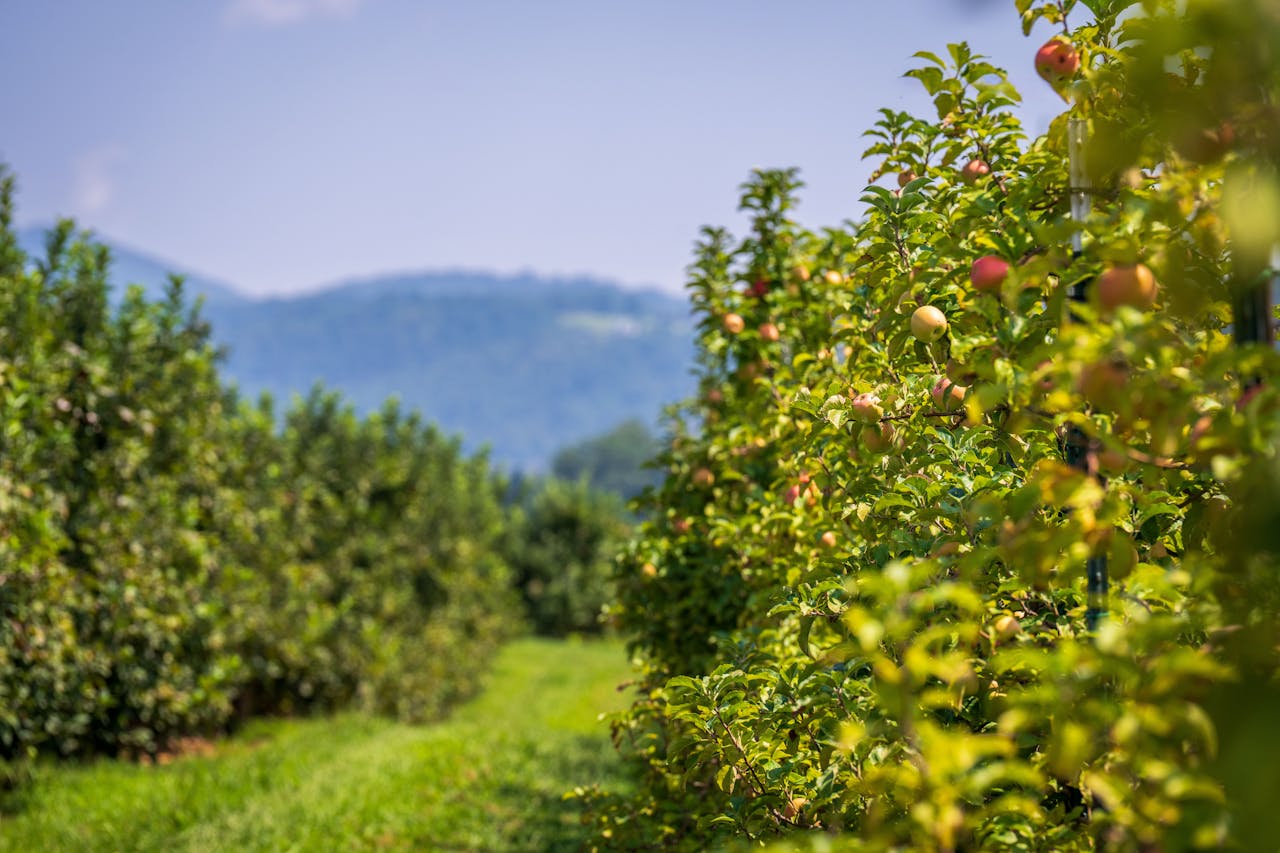 Fruit trees growing in an orchard with foothills in the background, evoking Boise’s spring growth and the need to shape abundance with care.
